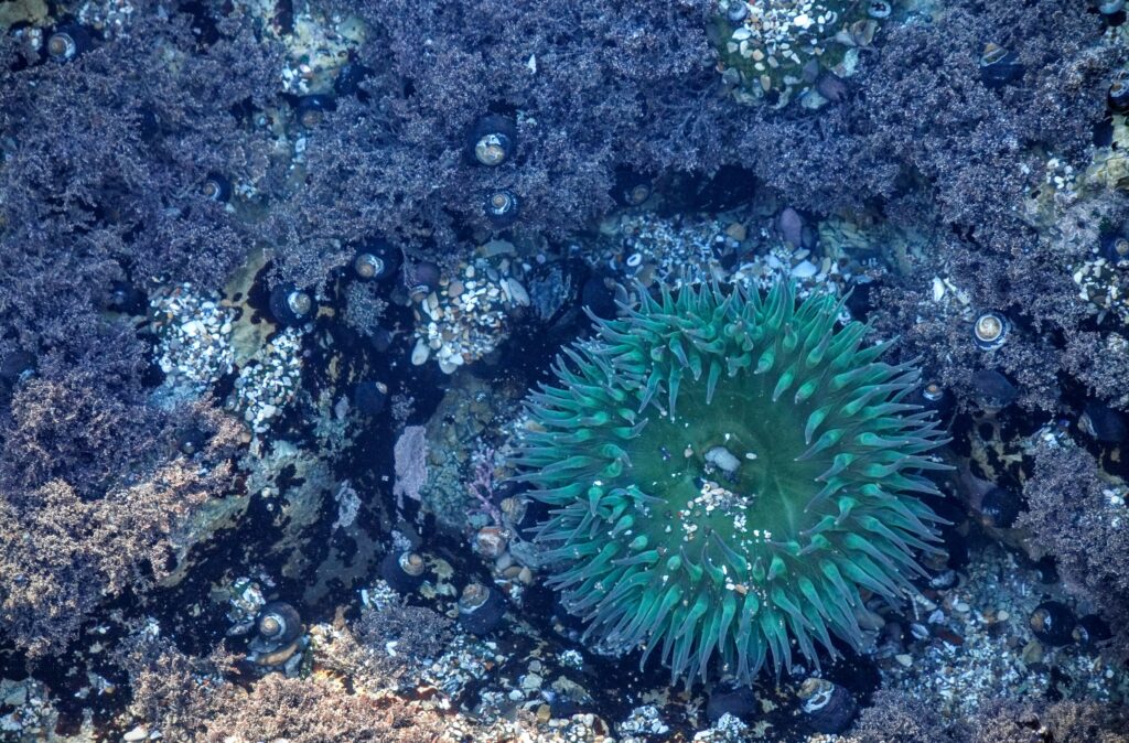 Sea Urchin Under Water